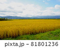 稲穂の実った水田と青空 81801236