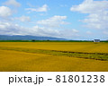 稲穂の実った水田と青空 81801238