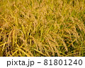実った稲穂 81801240