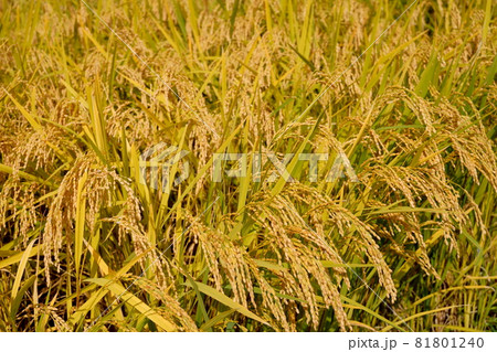 実った稲穂 81801240
