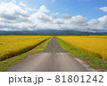 稲穂の実った水田を通る農道 81801242