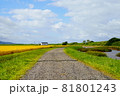 稲穂の実った水田の横を通る農道 81801243