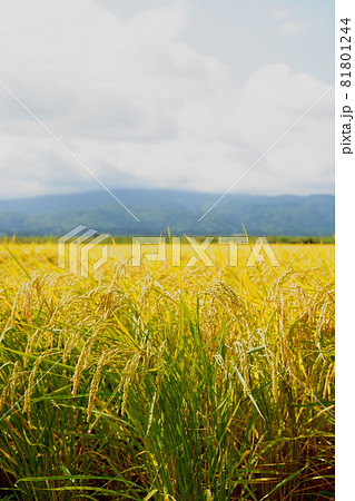 稲穂の実った水田 稲穂の実った水田 81801244
