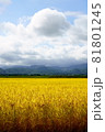 稲穂の実った水田と青空 81801245