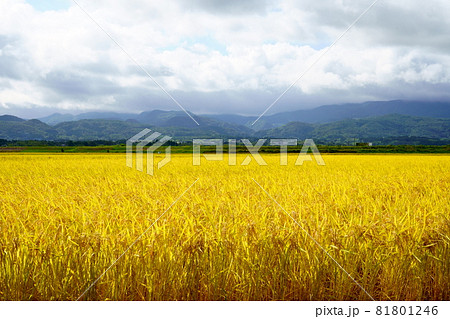 稲穂の実った水田 稲穂の実った水田 81801246