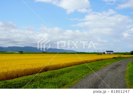 稲穂の実った水田と青空 稲穂の実った水田と青空 81801247