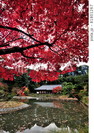 浄瑠璃寺の紅葉 【京都府木津川市加茂町】 浄瑠璃寺の紅葉 【京都府木津川市加茂町】 81801267