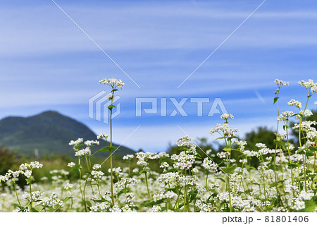 蕎麦の花と青空(戸隠高原) 蕎麦の花と青空(戸隠高原) 81801406