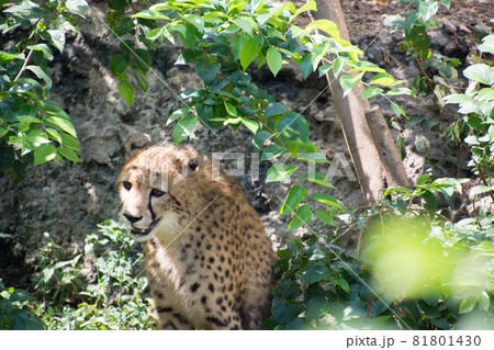 チーター チーター 81801430