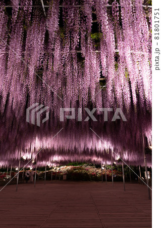 あしかがフラワーパーク　藤の花　満開　ライトアップ 81801751