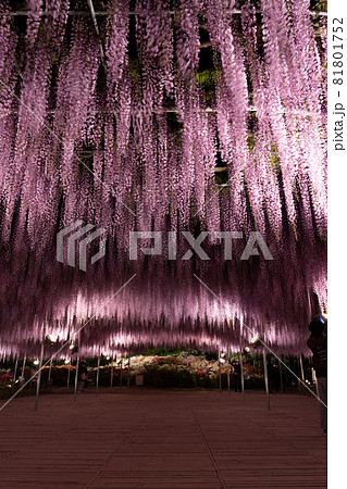 あしかがフラワーパーク　藤の花　満開　ライトアップ 81801752