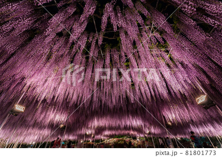 あしかがフラワーパーク　藤の花　満開　ライトアップ 81801773