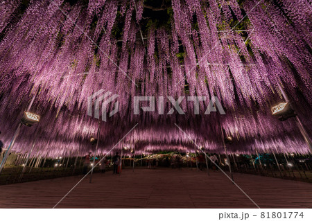 あしかがフラワーパーク　藤の花　満開　ライトアップ 81801774