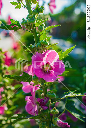 Bright crimson mallow flowers on a blurred background. Bright crimson mallow flowers on a blurred background. 81802202