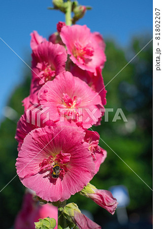 Bright crimson mallow flowers on a blurred background. 81802207