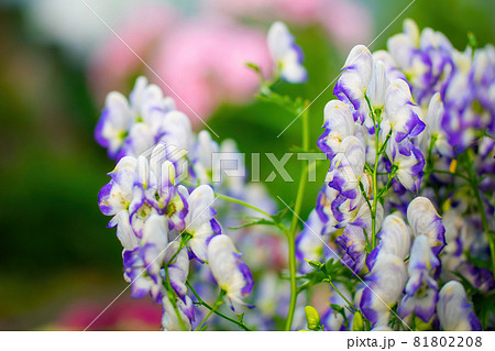 Flowers of an Akonite (Aconitum variegatum) Flowers of an Akonite (Aconitum variegatum) 81802208