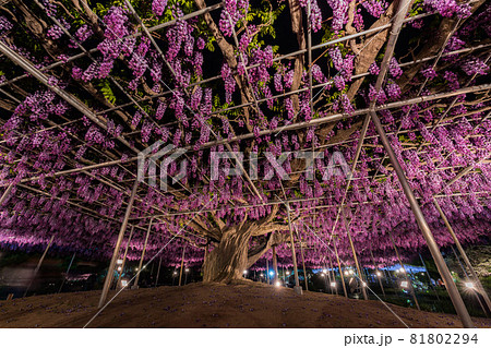 あしかがフラワーパーク　藤の花　満開　ライトアップ 81802294