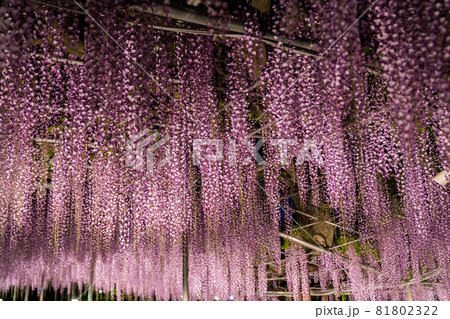 あしかがフラワーパーク　藤の花　満開　ライトアップ 81802322