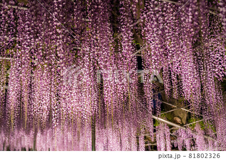 あしかがフラワーパーク　藤の花　満開　ライトアップ 81802326