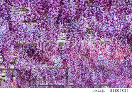 あしかがフラワーパーク　藤の花　満開　ライトアップ 81802335