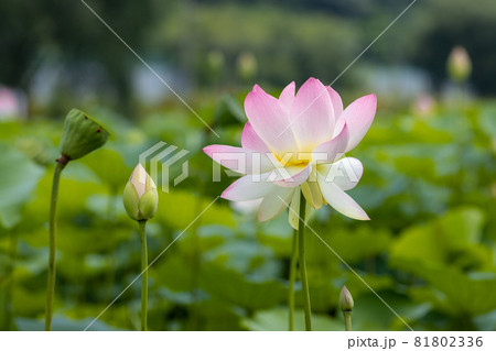 葉 蓮 花 81802336