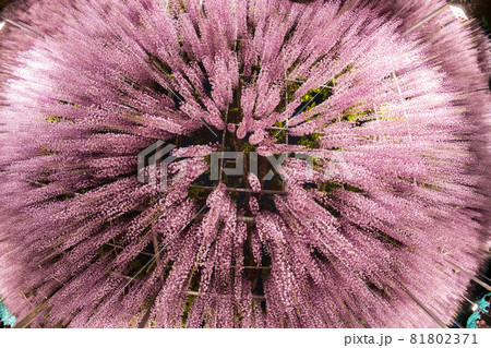 あしかがフラワーパーク　藤の花　満開　ライトアップ 81802371