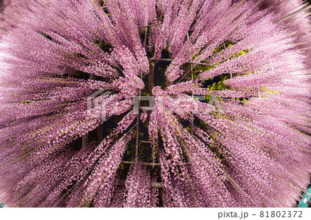 あしかがフラワーパーク 藤の花 満開 ライトアップ あしかがフラワーパーク 藤の花 満開 ライトアップ 81802372