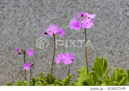 ピンク 花びら 81802546