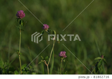 ピンクのツユクサの花 ピンクのツユクサの花 81802716