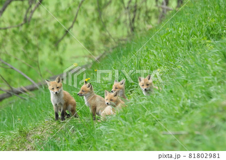 兄弟で遊ぶ子キツネ 81802981