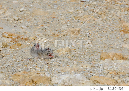 親鳥を待つ3羽のコアジサシの雛 親鳥を待つ3羽のコアジサシの雛 81804364