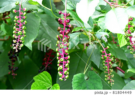 ヨウシュヤマゴボウ（洋種山牛蒡） 81804449