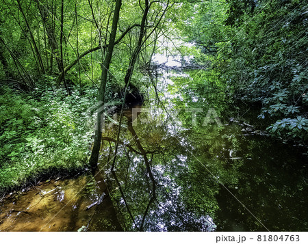 Wild part of Shefield Lake - Uckfield, United Kingdom 81804763