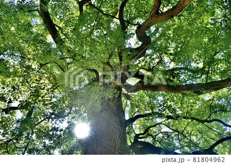 高さ30m楠木巨樹群の木漏れ日 高さ30m楠木巨樹群の木漏れ日 81804962