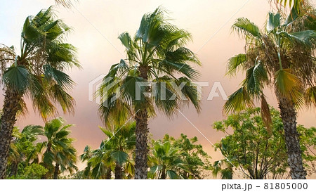 Campfire smoke in the sunset light against the backdrop of palm trees with huge clouds of orange Campfire smoke in the sunset light against the backdrop of palm trees with huge clouds of orange 81805000