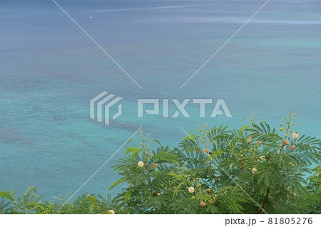 ギンネムと青い海　鹿児島 81805276