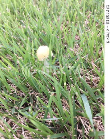 芝生に生えるキノコの写真素材