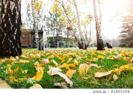 Low angle POV scenery multicoloroed bright vibrant oak and birch first fallen dry leaves on green grass lawn at campus yard or city park garden in september. Autumnal scenic nature foliage backgound Low angle POV scenery multicoloroed bright vibrant oak and birch first fallen dry leaves on green grass lawn at campus yard or city park garden in september. Autumnal scenic nature foliage backgound 81805308