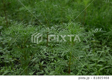 成長途中のコスモスの花 81805468