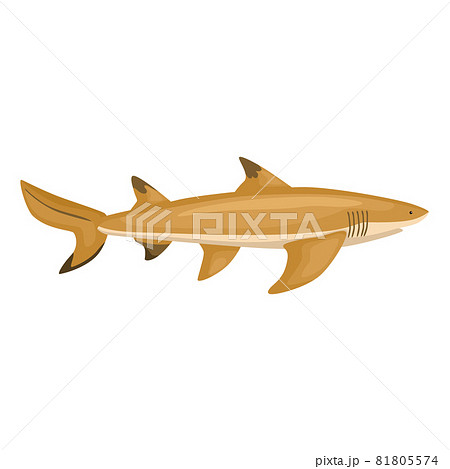 Lemon shark isolated on white background. Cartoon character of ocean for children. 81805574