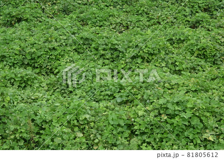 繁殖し地面を覆うツル植物 繁殖し地面を覆うツル植物 81805612