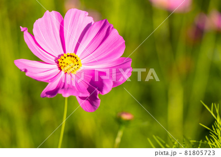 Beautiful pink color cosmos (Mexican aster) flower background 81805723