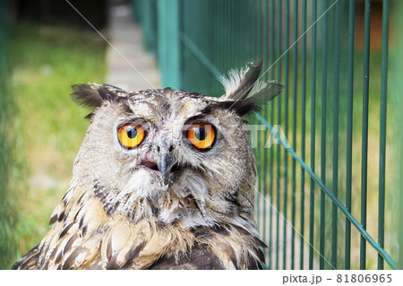 A gray owl in a cage in the park looks into the frame. A wild owl with sad yellow eyes. A gray owl in a cage in the park looks into the frame. A wild owl with sad yellow eyes. 81806965