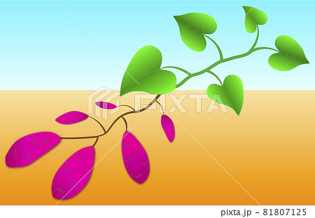 サツマイモ畑の断面図 サツマイモが畑に植わっているイメージ 日本の秋イメージ のイラスト素材