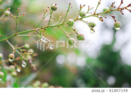 雑草 雑草 81807149