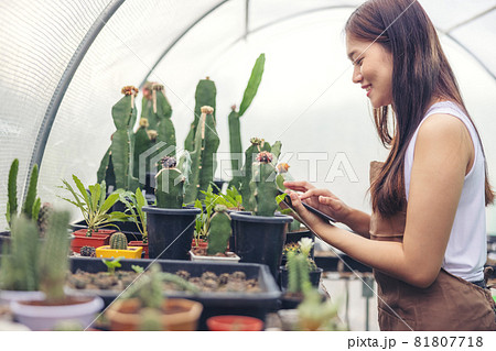 Woman looking at cactus in greenhouse garden center, Asian young woman looking at small cactus Woman looking at cactus in greenhouse garden center, Asian young woman looking at small cactus 81807718