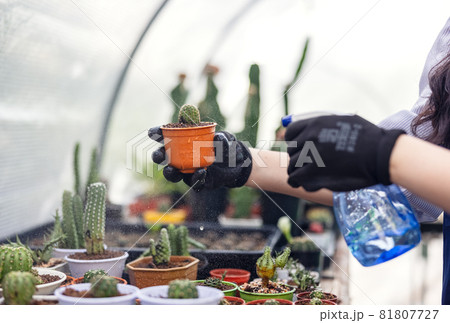 Woman looking at cactus in greenhouse garden center, Asian young woman looking at small cactus Woman looking at cactus in greenhouse garden center, Asian young woman looking at small cactus 81807727