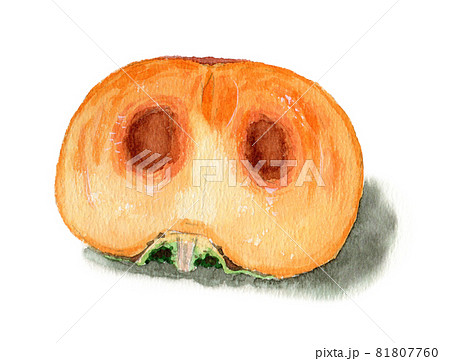 アナログ水彩半分に切った柿の断面種あり 81807760