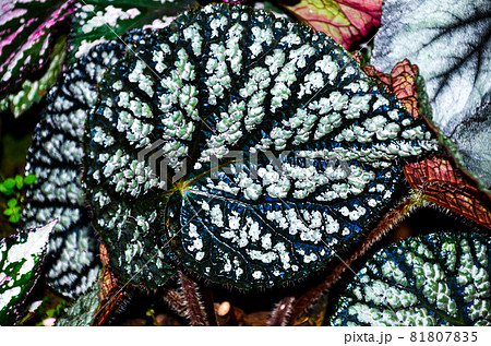 Dark shadows Begonia Dark shadows Begonia 81807835