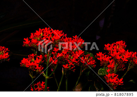 Florist kalanchoe flowers Florist kalanchoe flowers 81807895